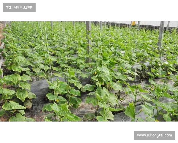 摩尔庄园白色浆果的高效种植与使用技巧大全 摩尔庄园白色浆果的高效种植与使用技巧大全